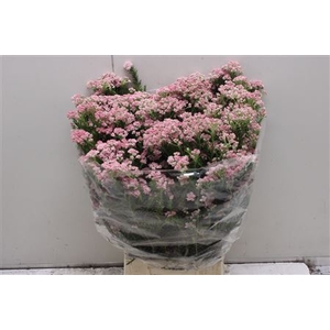 Ozoth Ov Pink