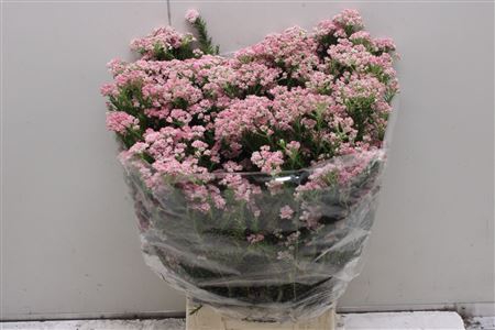 <h4>Ozoth Ov Pink</h4>