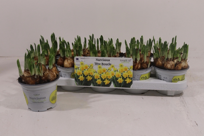 <h4>NARC D TETE BOUCLE</h4>