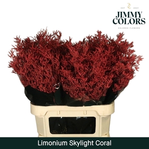 Lim Skylight L80 Coral