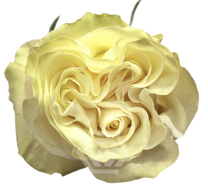 <h4>R GR MOONSTONE Tessa</h4>