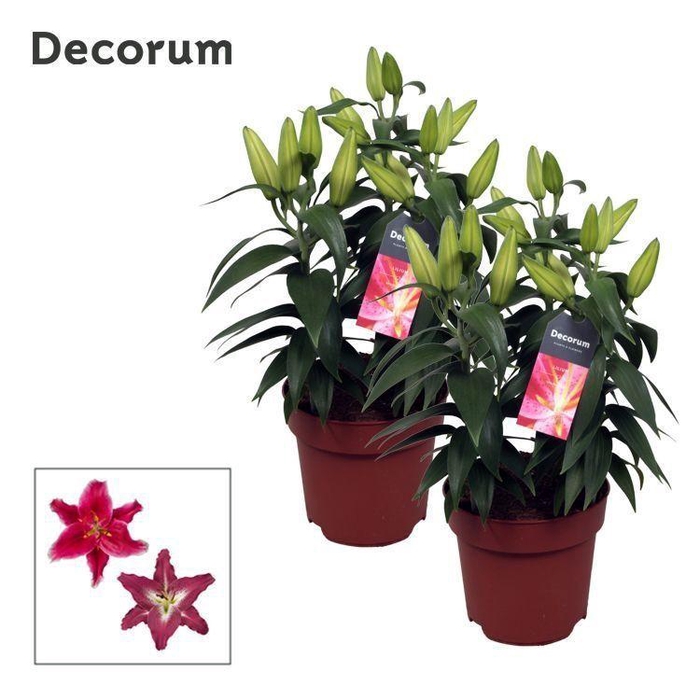 <h4>Lilium Oriental Mix 17cm full CC</h4>