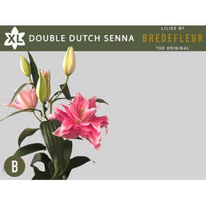 LI OR DU OVERIG Double Dutch Serie Senna 5+
