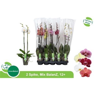 Phal Gem 2 Branche 12+ 40% Vert.