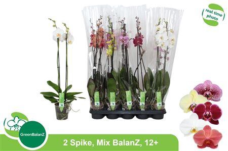 <h4>Phal Gem 2 Branche 12+ 40% Vert.</h4>