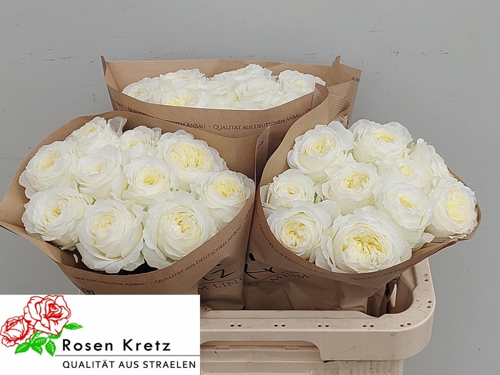 <h4>R GR LOTTI+</h4>