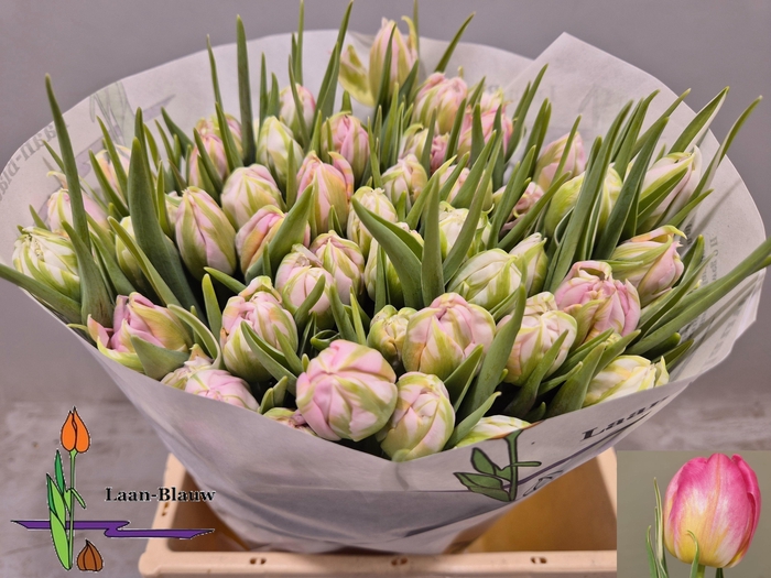 <h4>TU DU DOTCOM</h4>