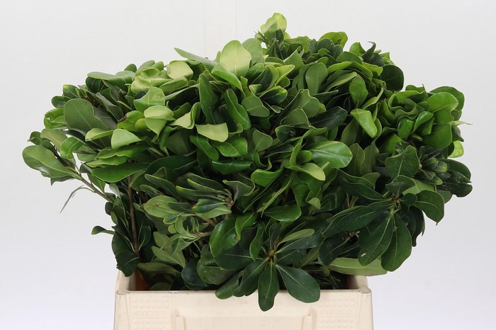 <h4>Pittosporum Nurit</h4>