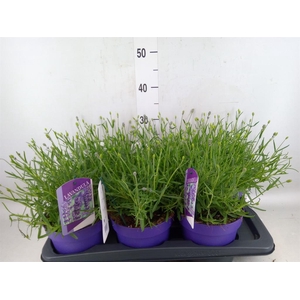 Lavandula angus. 'Essence Pure'