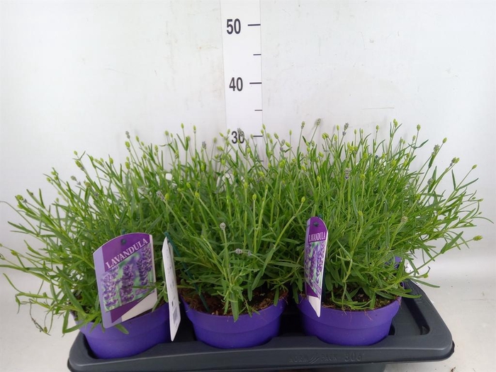<h4>Lavandula angus. 'Essence Pure'</h4>