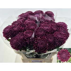CHR G BIGOUDI PURPLE