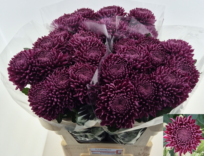 <h4>CHR G BIGOUDI PURPLE</h4>