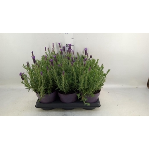 Lavandula stoec. 'Anouk'