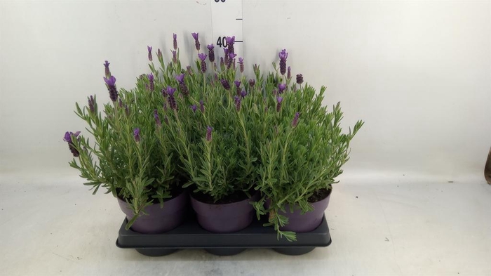 <h4>Lavandula stoec. 'Anouk'</h4>