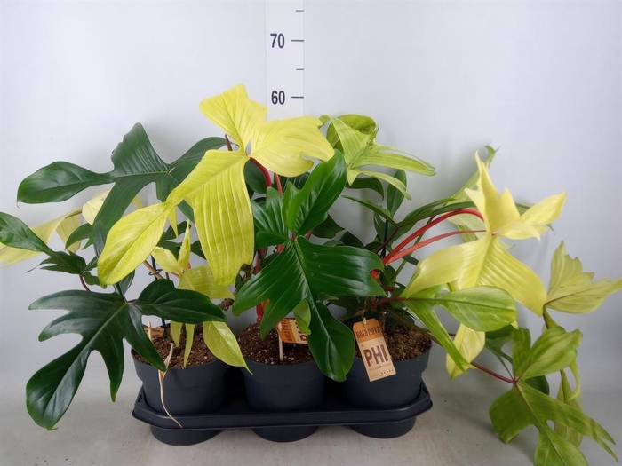 <h4>Philodendron ...</h4>