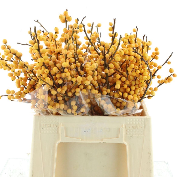 <h4>Ilex Ve Gold Verboom</h4>