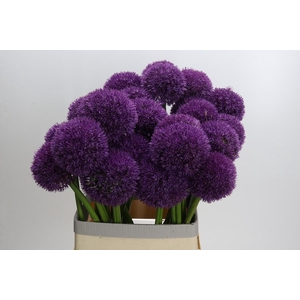 Allium Grootbloemig