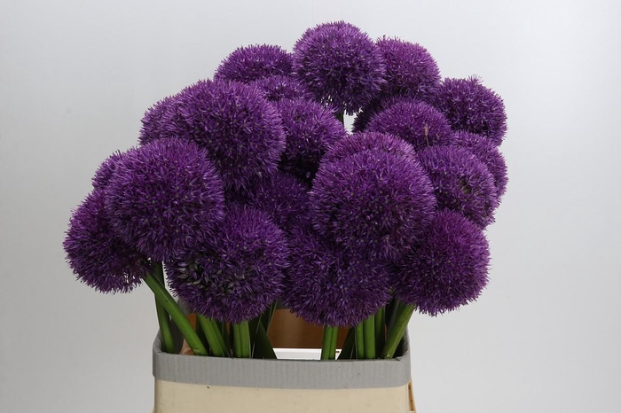<h4>Allium Grootbloemig</h4>