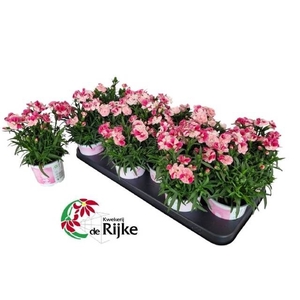 DIAN SPRINT PINK PRO
