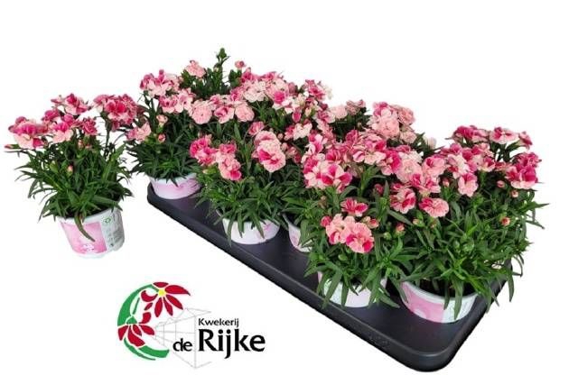 <h4>DIAN SPRINT PINK PRO</h4>