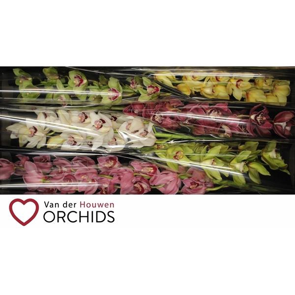 <h4>80 cm gemengd.</h4>