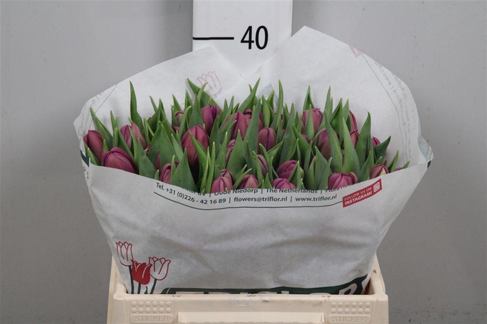 <h4>Tu Du Respectable</h4>