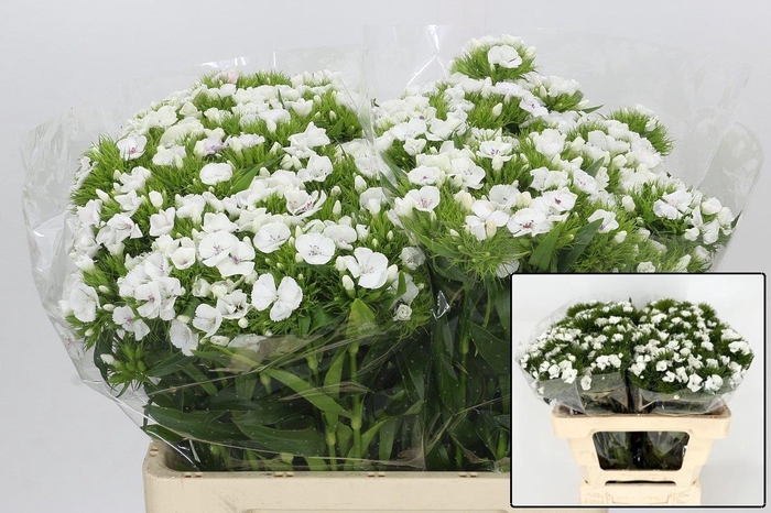 <h4>DI BARB DUKE BRE</h4>