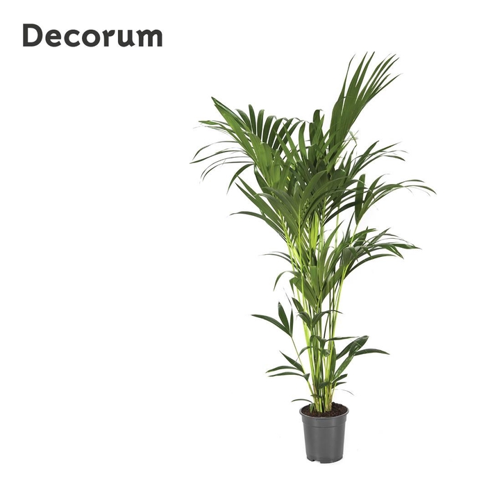 <h4>Howea forsteriana 150cm (Kentia) Decorum</h4>