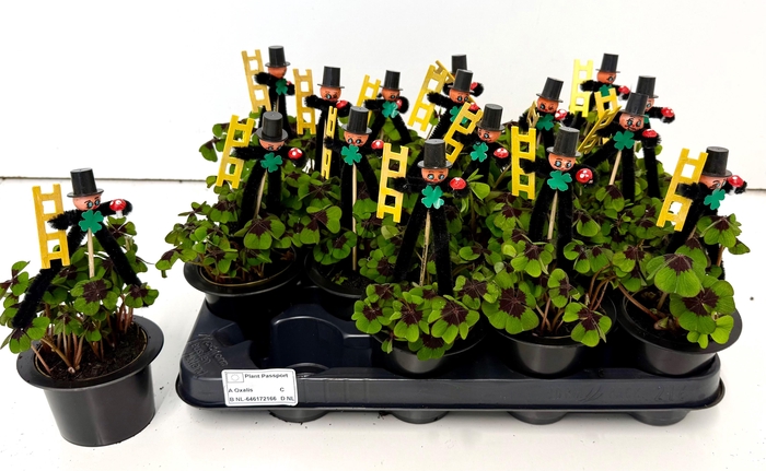 <h4>OXALIS DEPPEI</h4>