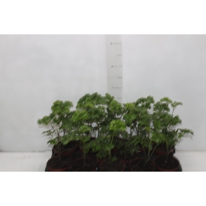 ARVORE DA FELICIDADE P11 MACHO