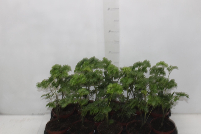 <h4>ARVORE DA FELICIDADE P11 MACHO</h4>