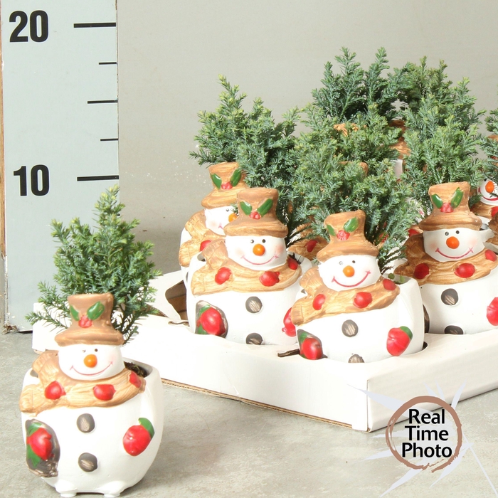 <h4>Cham L Ellwoodii</h4>