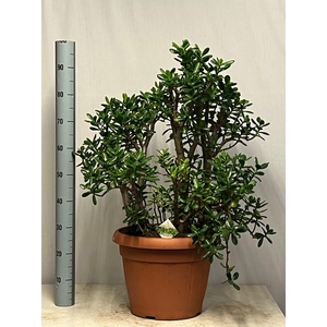 CRASS OVATA
