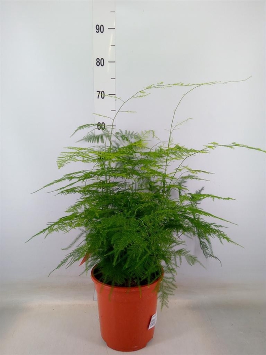 <h4>Asparagus setaceus</h4>