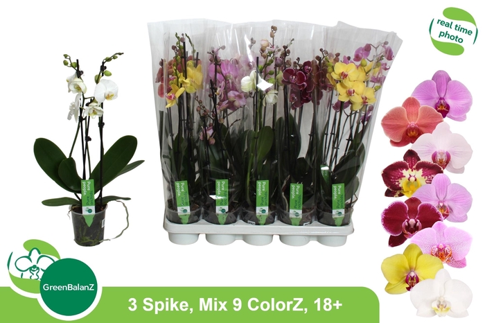 <h4>PHAL GEM 9 KL</h4>