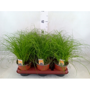 Cyperus alternifolius 'Zumula'