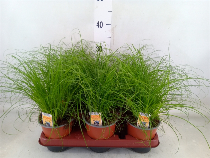 <h4>Cyperus alternifolius 'Zumula'</h4>