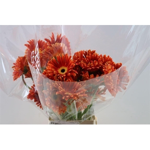 Ge Kv Pastini Di Maggio