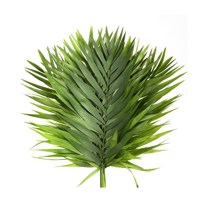 <h4>CHICO DORO DOOS</h4>