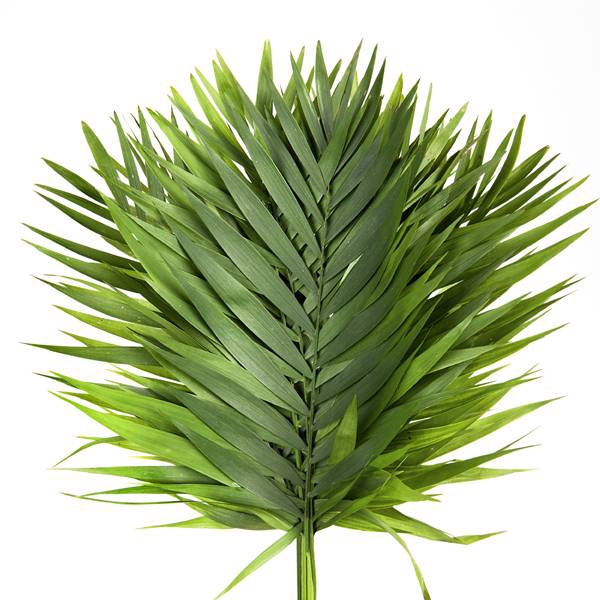 <h4>CHICO DORO DOOS</h4>