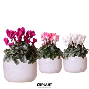 Cyclamen mix in Vintage Bowl pot white