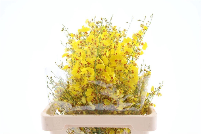 <h4>Onc Golden Wish M</h4>