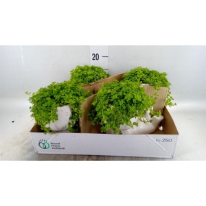 Arr. Kamerplant Groen L%