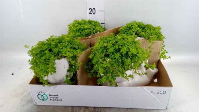 <h4>Arr.   Kamerplant Groen L%</h4>