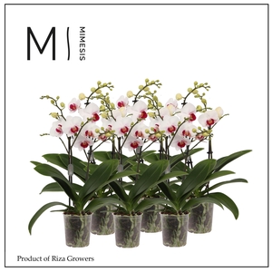 Phalaenopsis Multi Red Lip 3 spike - 12cm | Mimesis