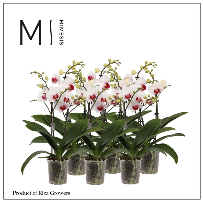 <h4>Phalaenopsis Multi Red Lip 3 spike - 12cm | Mimesis</h4>