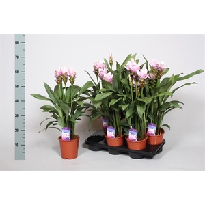 CURCUMA ALISMATIFOLIA SIAM SWEET CU