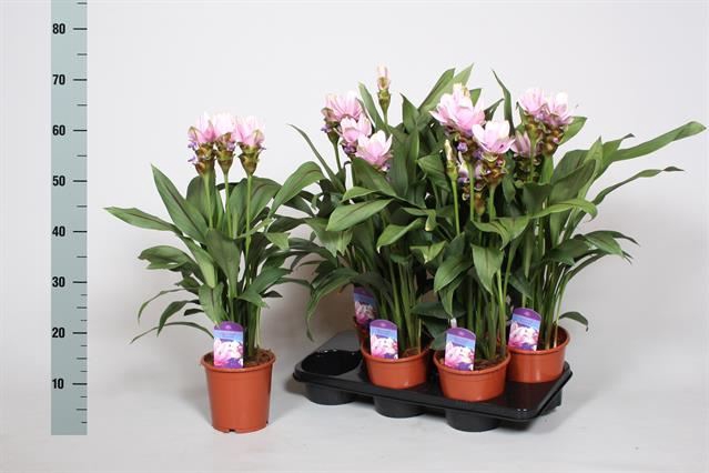 CURCUMA ALISMATIFOLIA SIAM SWEET CU
