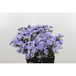 Limonium Donau Birds