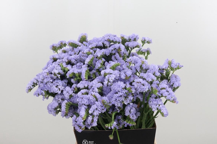 <h4>Limonium Donau Birds</h4>